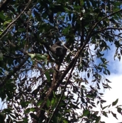 Phascolarctos cinereus (Koala) at Reserve Creek, NSW - 10 Nov 2015 by bones