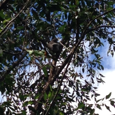 Phascolarctos cinereus (Koala) at Reserve Creek, NSW - 10 Nov 2015 by bones