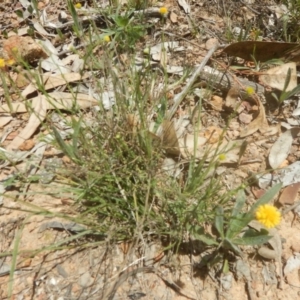 Calotis lappulacea at Garran, ACT - 9 Nov 2015 12:00 AM