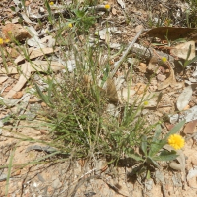 Calotis lappulacea (Yellow Burr Daisy) at Garran, ACT - 9 Nov 2015 by MichaelMulvaney