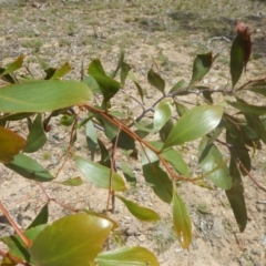 Acacia pycnantha at Symonston, ACT - 9 Nov 2015 01:28 PM