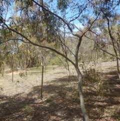 Acacia pycnantha at Symonston, ACT - 9 Nov 2015