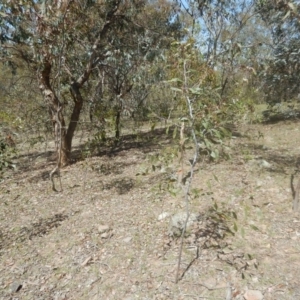 Acacia pycnantha at Symonston, ACT - 9 Nov 2015