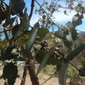 Eucalyptus cinerea subsp. cinerea at O'Malley, ACT - 9 Nov 2015