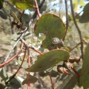 Eucalyptus cinerea subsp. cinerea at O'Malley, ACT - 9 Nov 2015