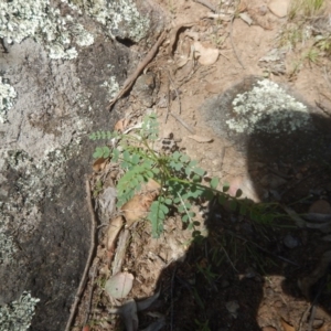 Indigofera adesmiifolia at Symonston, ACT - 9 Nov 2015 02:28 PM