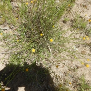 Calotis lappulacea at Symonston, ACT - 9 Nov 2015 02:36 PM