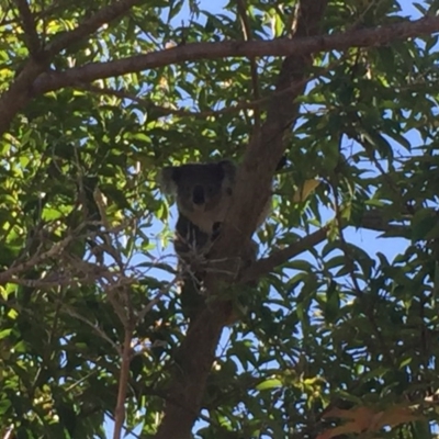 Phascolarctos cinereus (Koala) at - 9 Nov 2015 by ranga.shaz