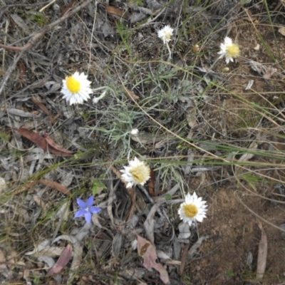 Leucochrysum albicans subsp. tricolor (Hoary Sunray) at Majura, ACT - 10 Nov 2015 by SilkeSma