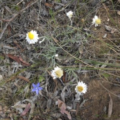 Leucochrysum albicans subsp. tricolor (Hoary Sunray) at Majura, ACT - 10 Nov 2015 by SilkeSma