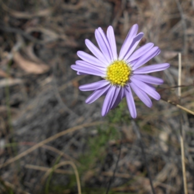 Brachyscome rigidula (Hairy Cut-leaf Daisy) at Majura, ACT - 10 Nov 2015 by SilkeSma