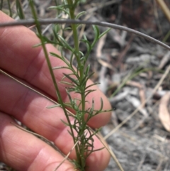 Brachyscome rigidula at Majura, ACT - 10 Nov 2015 04:28 PM