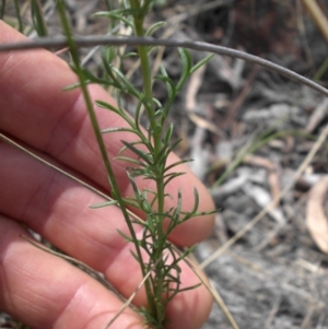 Brachyscome rigidula at Majura, ACT - 10 Nov 2015 04:28 PM