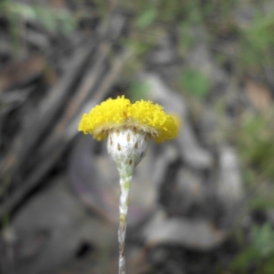 Leptorhynchos squamatus (Scaly Buttons) at Majura, ACT - 10 Nov 2015 by SilkeSma