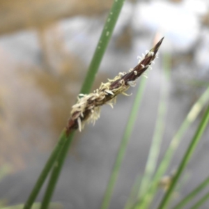 Eleocharis acuta at Majura, ACT - 10 Nov 2015