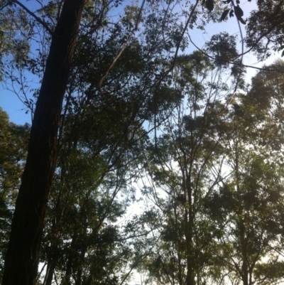 Phascolarctos cinereus (Koala) at Bootawa, NSW - 10 Nov 2015 by wod