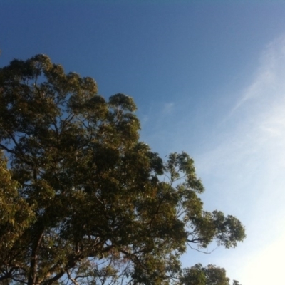 Phascolarctos cinereus (Koala) at Bootawa, NSW - 10 Nov 2015 by wod