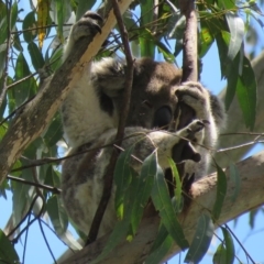 Phascolarctos cinereus (Koala) at East Lismore, NSW - 9 Nov 2015 by VisionWalks