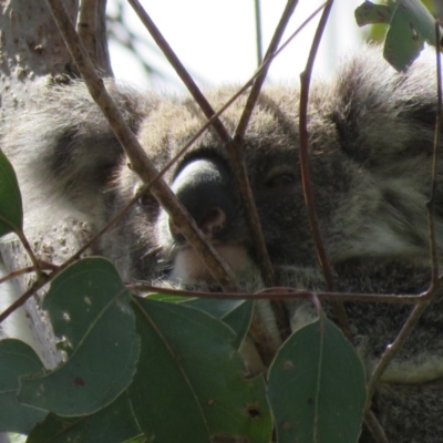Phascolarctos cinereus (Koala) at Monaltrie, NSW - 10 Nov 2015 by VisionWalks