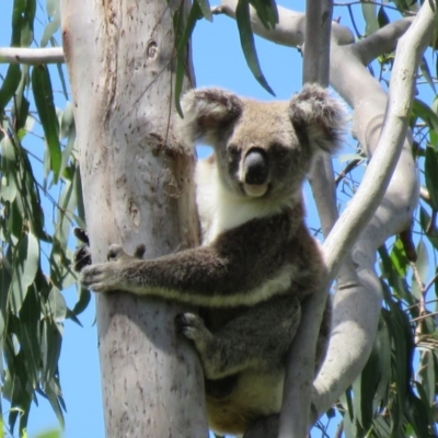 Phascolarctos cinereus (Koala) at Monaltrie, NSW - 9 Nov 2015 by VisionWalks