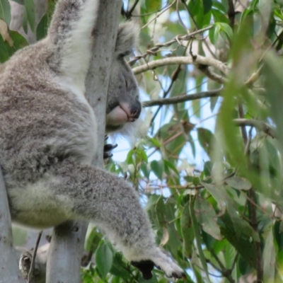 Phascolarctos cinereus (Koala) at Monaltrie, NSW - 9 Nov 2015 by VisionWalks