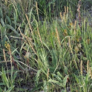 Plantago varia at Point Hut to Tharwa - 29 Oct 2015