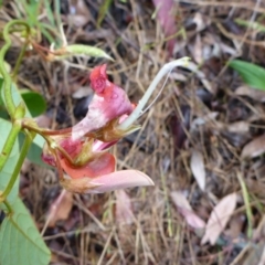 Kennedia rubicunda (Dusky Coral Pea) at Bruce, ACT - 5 Nov 2015 by JanetRussell