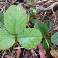 Kennedia rubicunda at Bruce, ACT - 5 Nov 2015