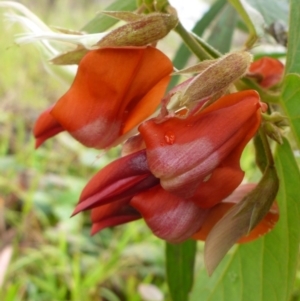 Kennedia rubicunda at Bruce, ACT - 5 Nov 2015