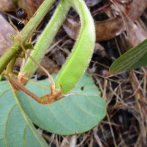 Kennedia rubicunda at Bruce, ACT - 5 Nov 2015