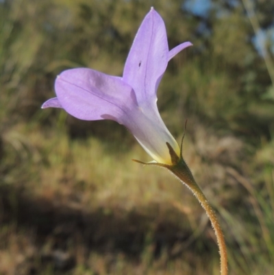Wahlenbergia stricta subsp. stricta (Tall Bluebell) at Theodore, ACT - 7 Nov 2015 by michaelb