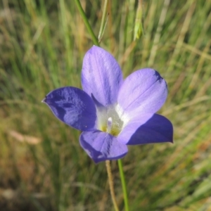 Wahlenbergia stricta subsp. stricta at Theodore, ACT - 7 Nov 2015 05:44 PM