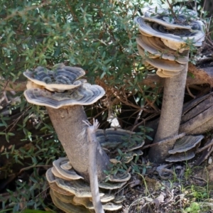 Trametes versicolor at Cotter River, ACT - 23 Aug 2014 12:28 PM