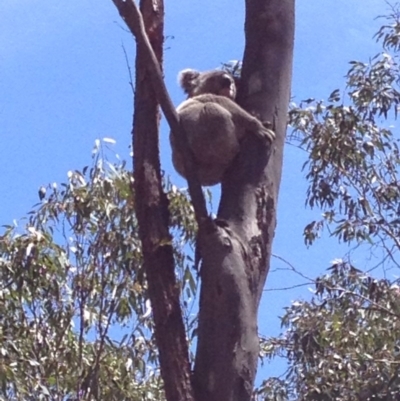 Phascolarctos cinereus (Koala) at Invergowrie, NSW - 11 Nov 2015 by Dianne