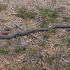 Lialis burtonis (Burton's Snake-lizard) at Coree, ACT - 30 Sep 2015 by MichaelMulvaney