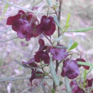 Dodonaea viscosa subsp. angustissima at Campbell, ACT - 11 Nov 2015 08:44 AM