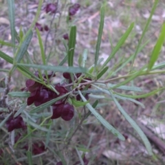 Dodonaea viscosa subsp. angustissima at Campbell, ACT - 11 Nov 2015 08:44 AM