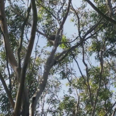 Phascolarctos cinereus (Koala) at Port Macquarie, NSW - 11 Nov 2015 by meaghan.garlick