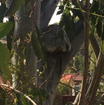 Phascolarctos cinereus (Koala) at Port Macquarie, NSW - 11 Nov 2015 by helen444