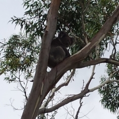 Phascolarctos cinereus (Koala) at Cleland, SA - 10 Nov 2015 by MLow