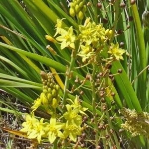Bulbine glauca at Molonglo Valley, ACT - 29 Oct 2015