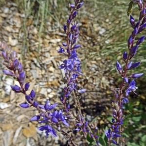 Veronica perfoliata at Molonglo Valley, ACT - 29 Oct 2015 10:48 AM