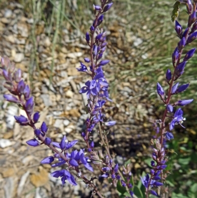 Veronica perfoliata (Digger's Speedwell) at Molonglo Valley, ACT - 28 Oct 2015 by galah681