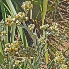 Pseudognaphalium luteoalbum (Jersey Cudweed) at Molonglo Valley, ACT - 28 Oct 2015 by galah681