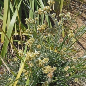 Pseudognaphalium luteoalbum at Molonglo Valley, ACT - 29 Oct 2015