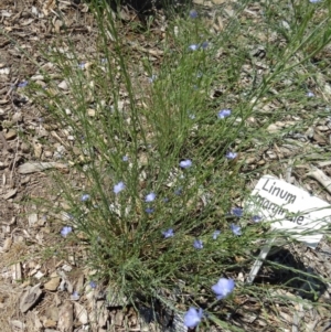 Linum marginale at Molonglo Valley, ACT - 29 Oct 2015 10:49 AM