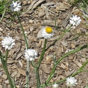 Ammobium alatum at Molonglo Valley, ACT - 29 Oct 2015