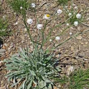 Ammobium alatum at Molonglo Valley, ACT - 29 Oct 2015