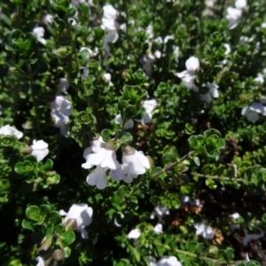 Prostanthera cuneata at Molonglo Valley, ACT - 29 Oct 2015