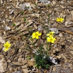 Ranunculus lappaceus (Australian Buttercup) at Molonglo Valley, ACT - 28 Oct 2015 by galah681